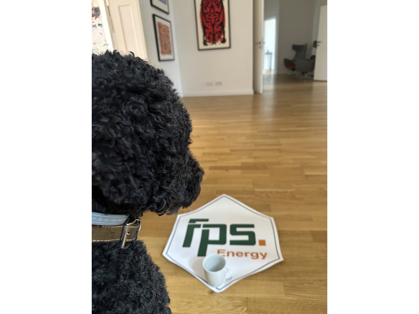 Eddie, der Bürohund von FPS.Energy, schaut auf ein FPS.Energy-Logo auf dem Büroboden